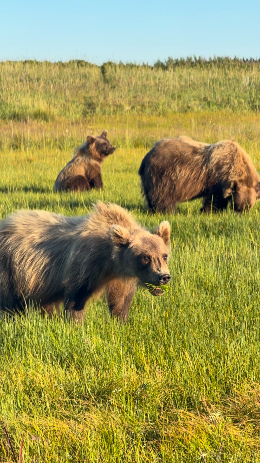 Identify bear with long nose?