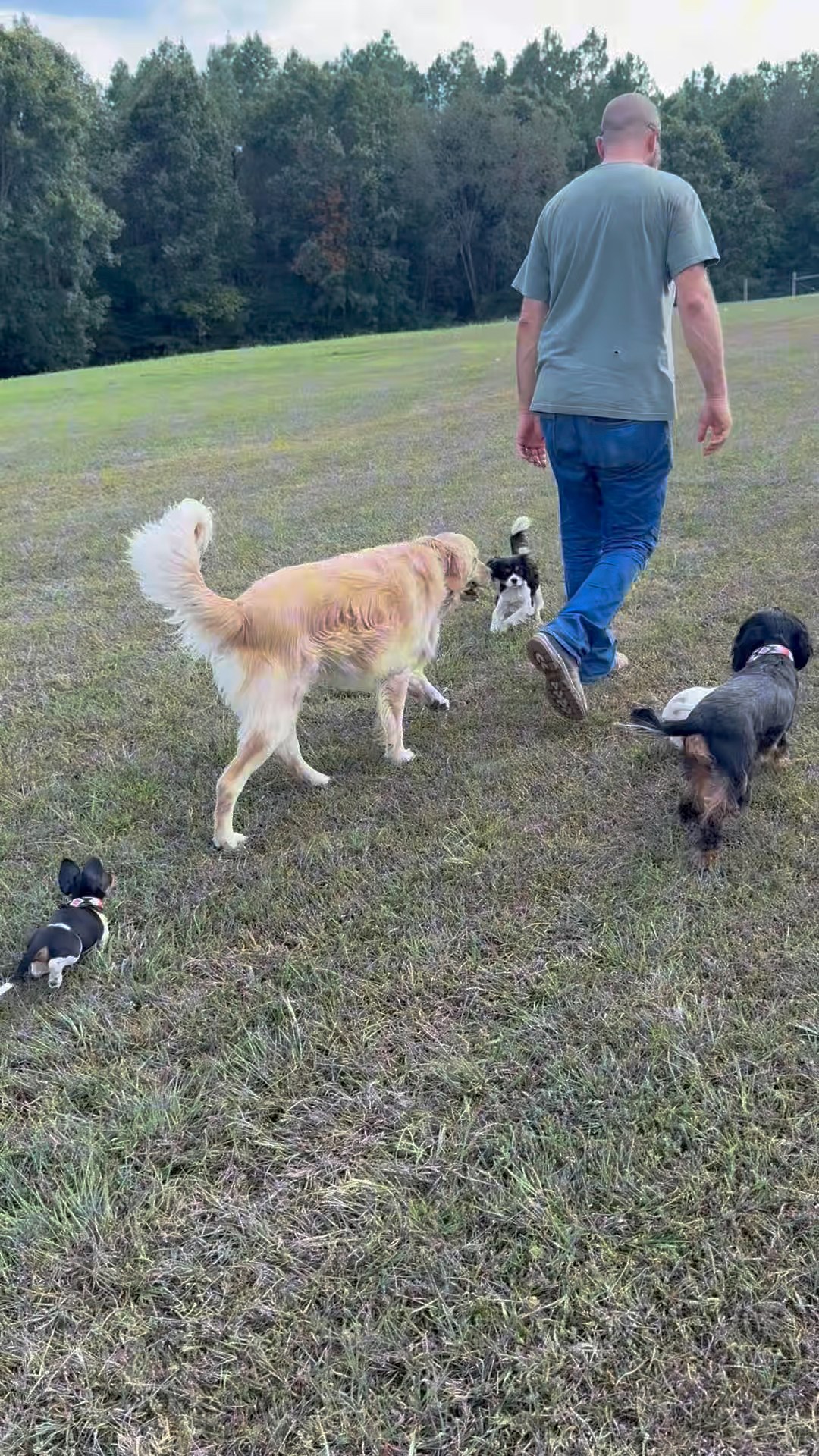 All the happy wags ️ | Clanton Ridge Farm | Facebook