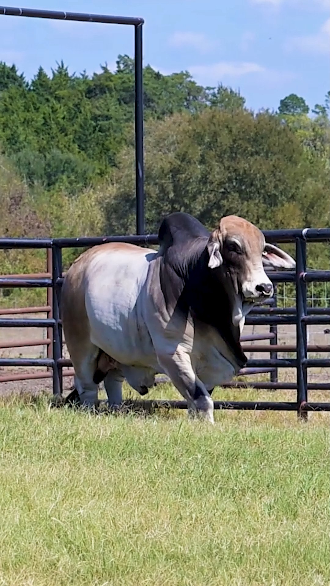 We are excited to announce that Bulls Eye Ranch now has semen available ...