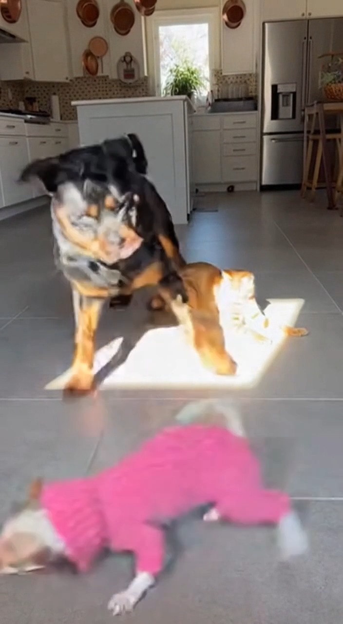 I don’t know what the Rottweiler and the Chihuahua think they are… but ...