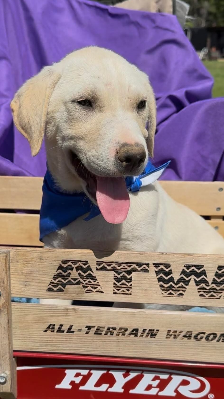 Mile High Labrador Retriever Mission