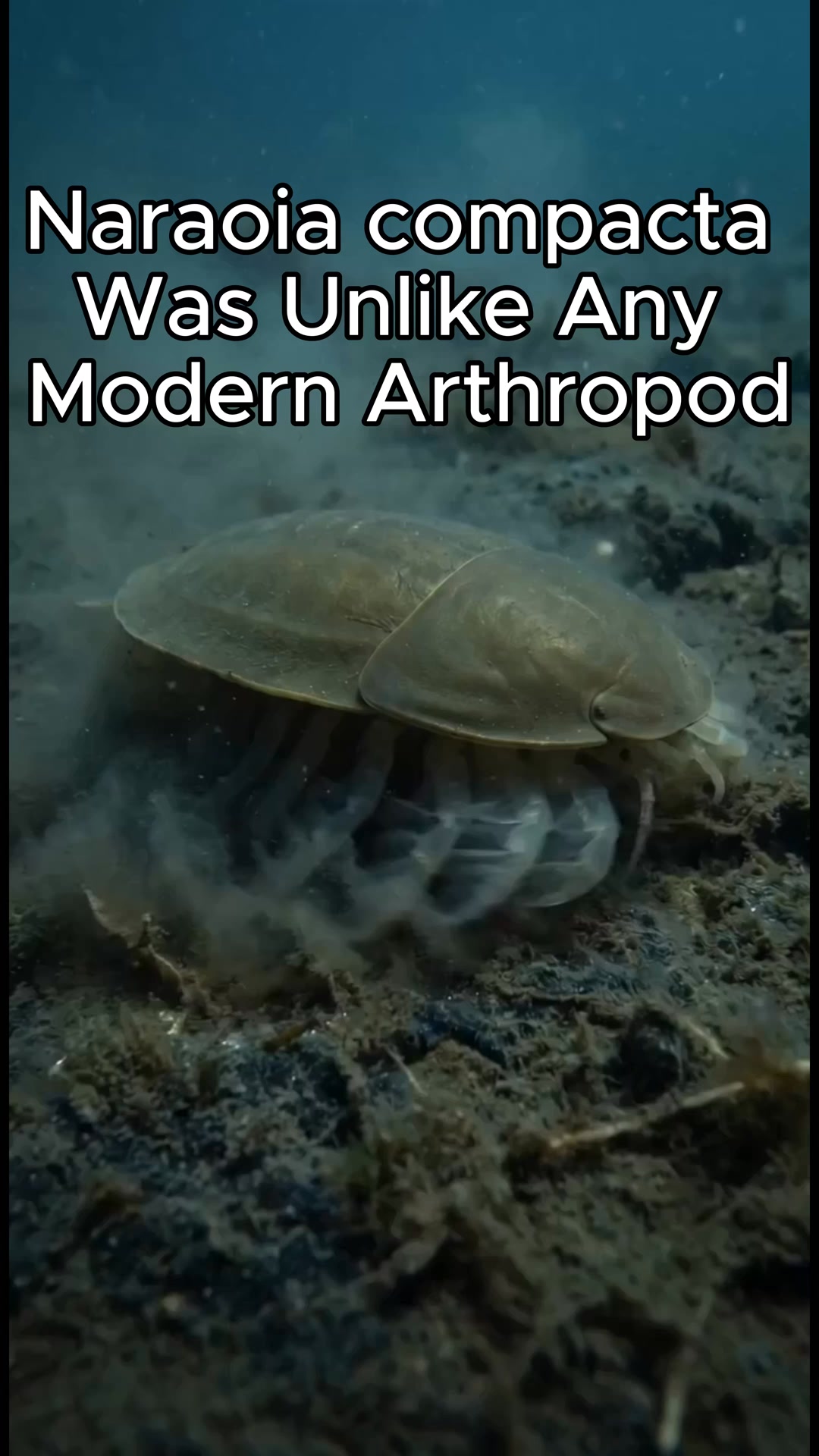 Naraoia compacta — The Living Shield of the Cambrian 508 million