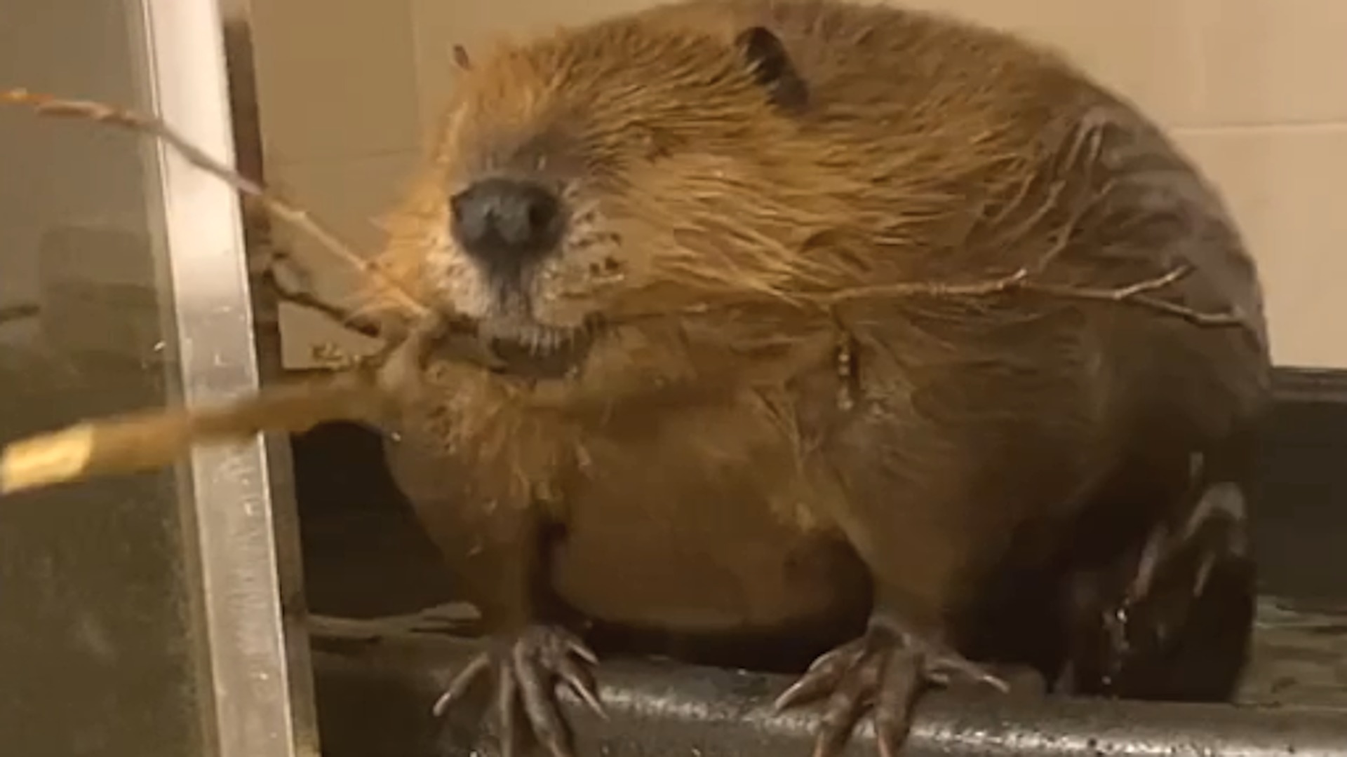 Rescue beaver starts building dam inside house We interviewed instagram ...