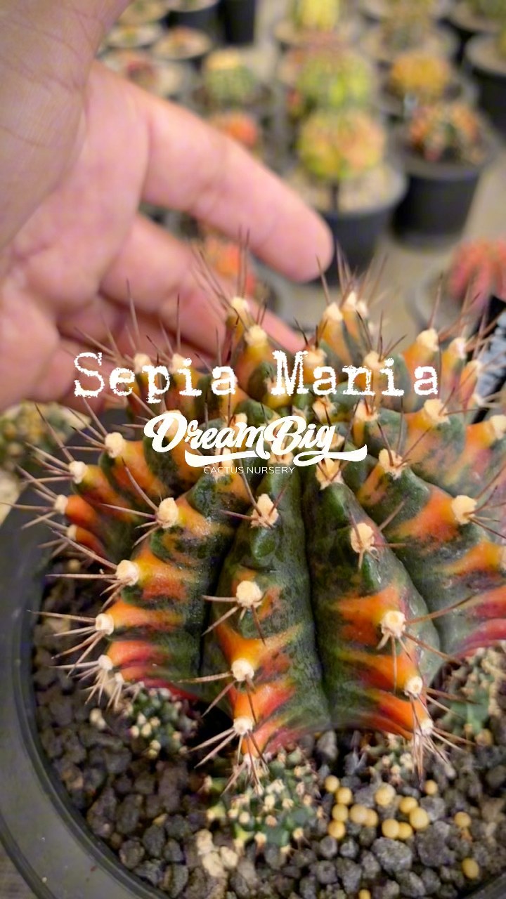 🌵”S.MANIA” 330each. Dm or Comment Code. Philippines only. 🚀 Shipping on ...