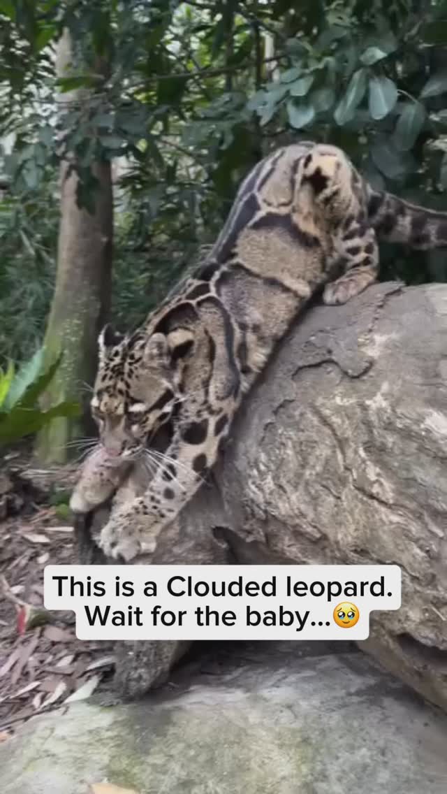 Our clouded leopard cubs officially have names! Meet Jade and Dzi