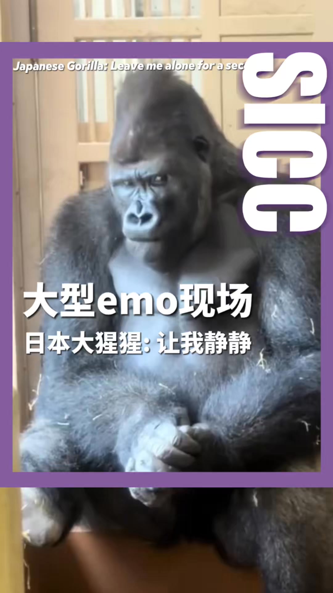 Japanese gorilla sulks in a corner after arguing with its partner