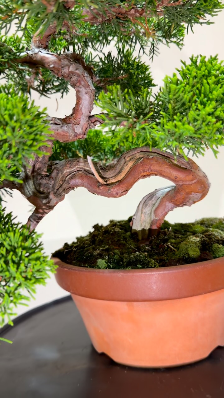 糸魚川真柏「半懸崖」 . . #盆栽#bonsai #bonsaitree #bonsaiart