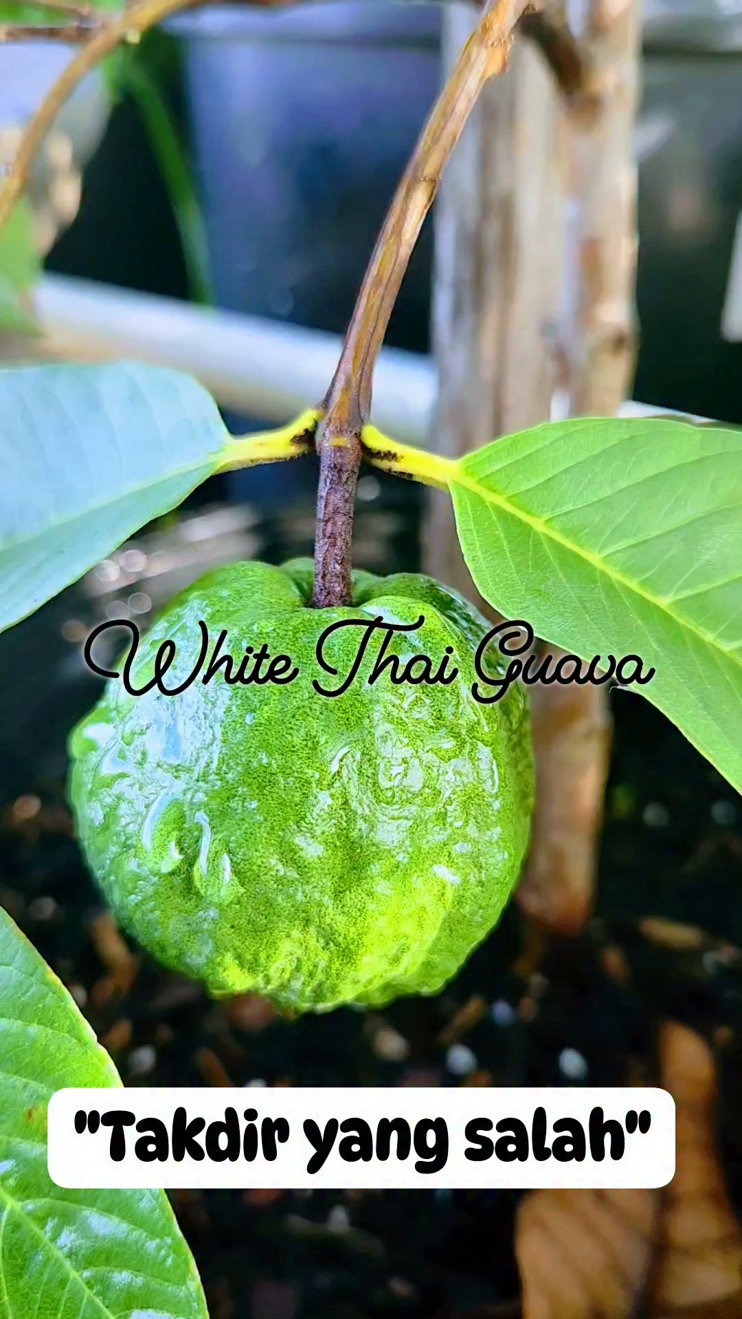 Seedless guava variety kimju