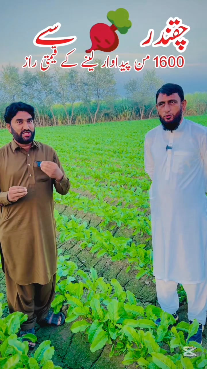 Suger beet High yield Technology 🏆 👍♥️ چیقندر آدھے سال کا گنا۔ تھوڑے ...