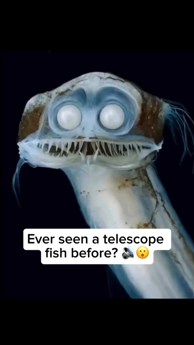 The telescopefish is a deep-sea species that looks unusual because of ...