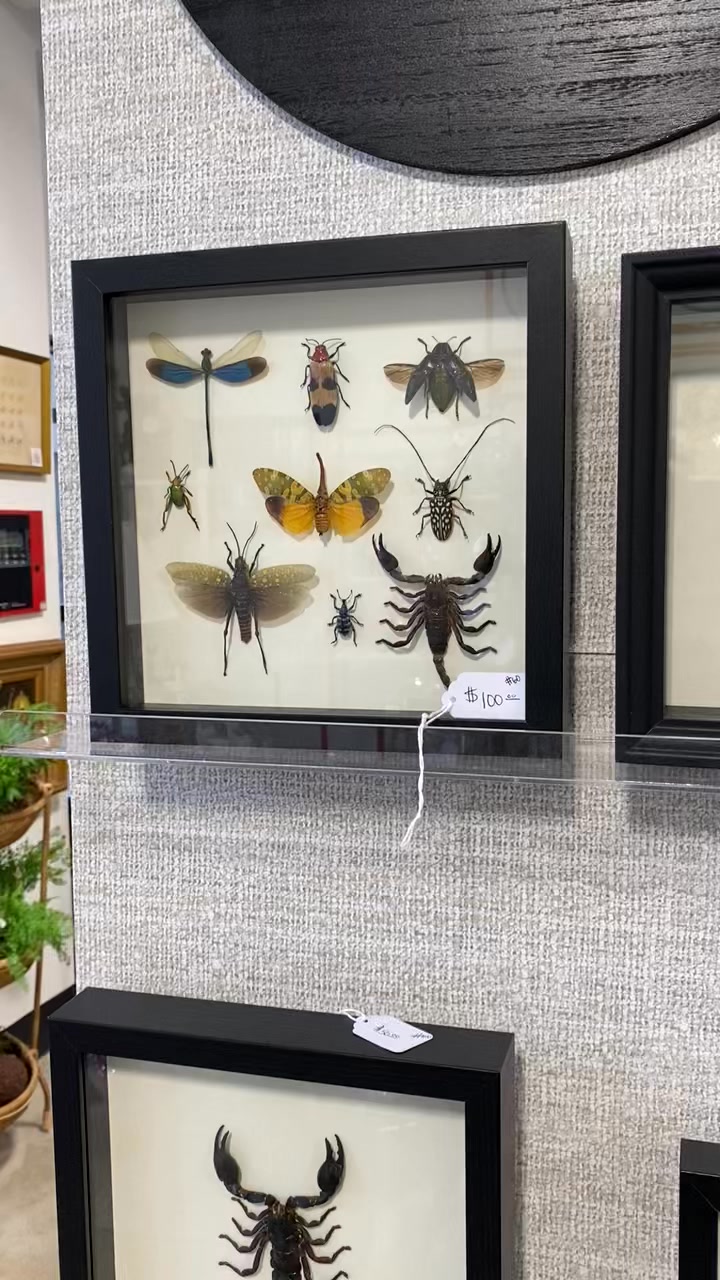 Atelier Insecta