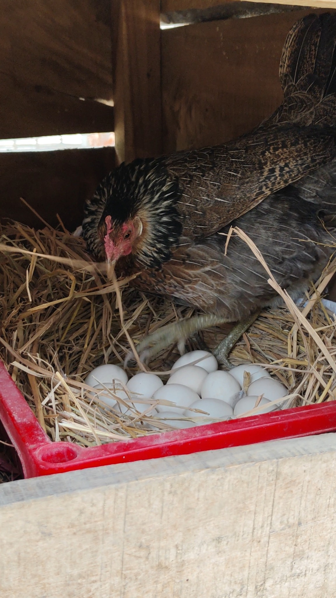 Eggs To Chicks Natural Hatching Wonderful Nature🌹🌹😮🐣🌹🤱 | Md Farad Farad