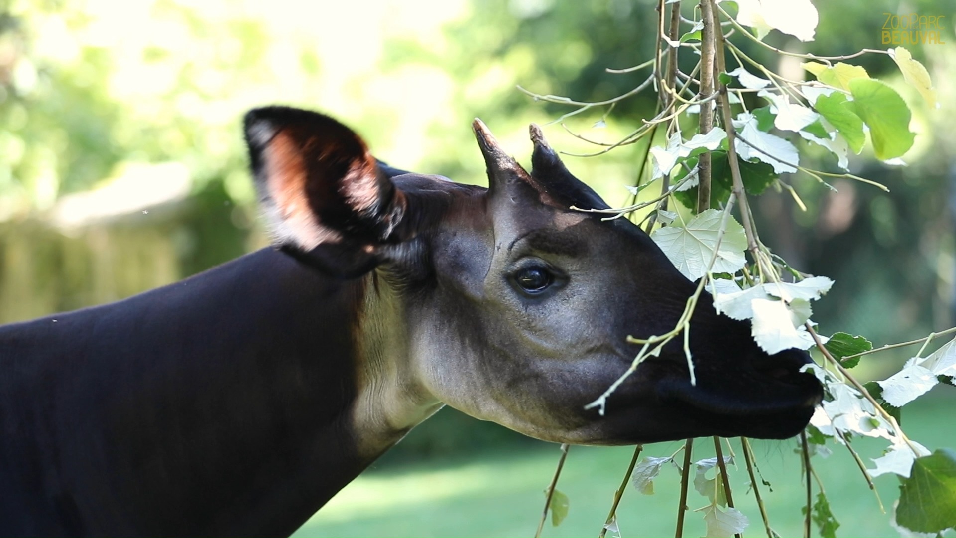 Focus sur l'okapi ! | C’est la journée mondiale des okapis ! Et pour ...
