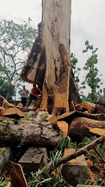 Failed giant tree trunk felling. | Yulianto | Facebook