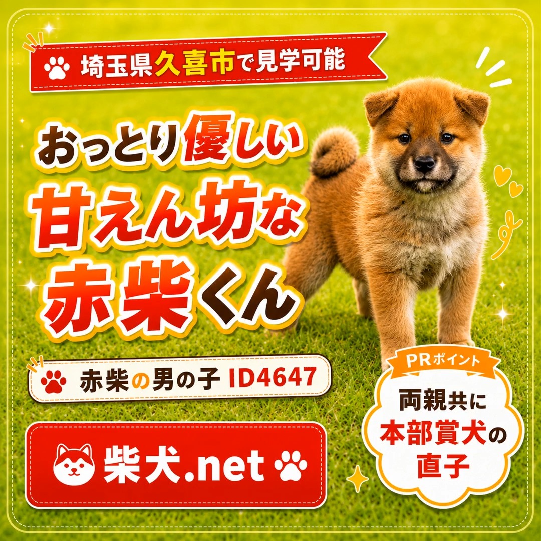 📸 大阪府堺市生まれ！赤柴オス子犬のご紹介 🐾 愛らしい柴犬の子犬が