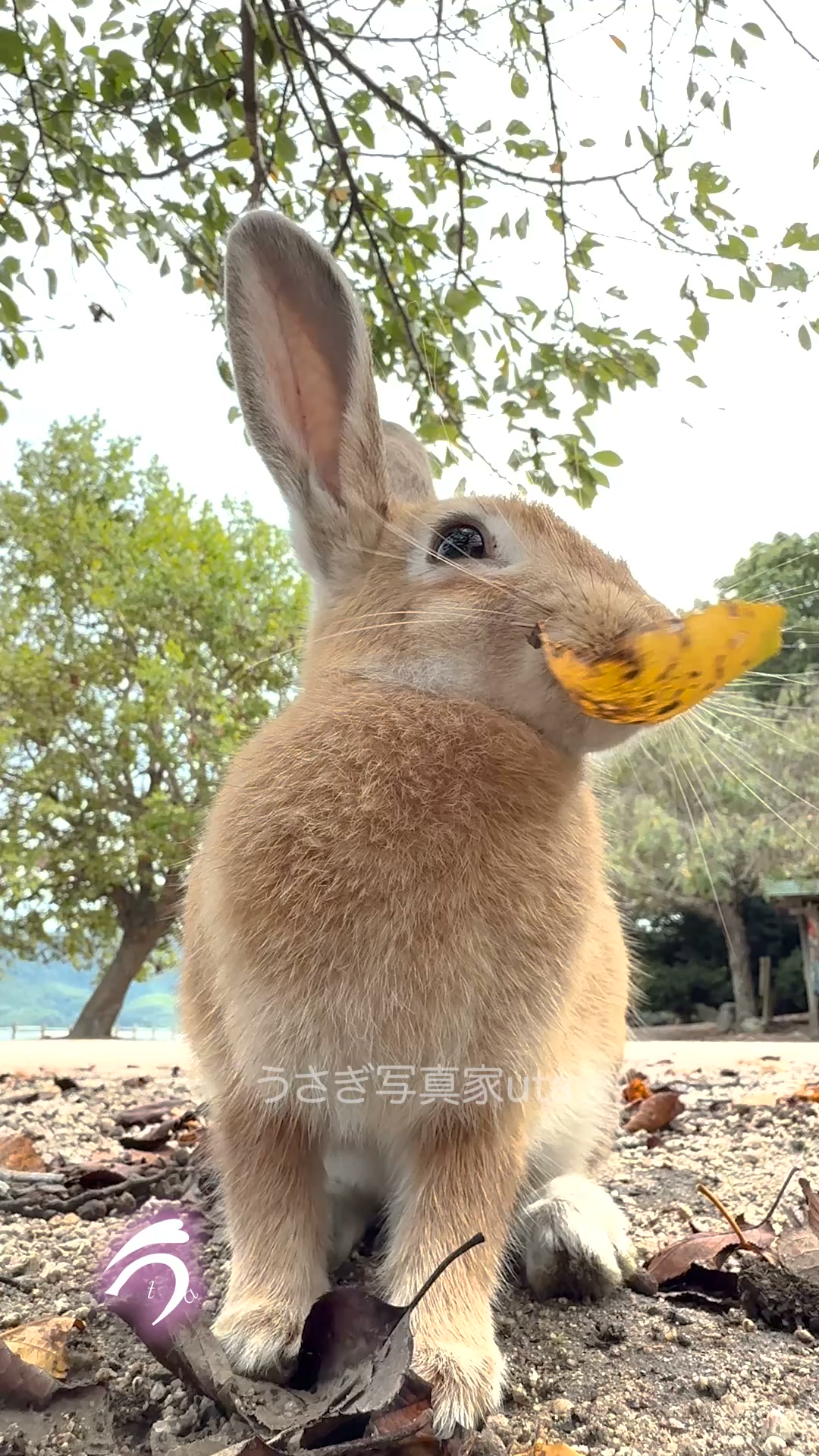 うさぎの楽園 大久野島 - 暖かくなってきたので、仔うさぎちゃんが