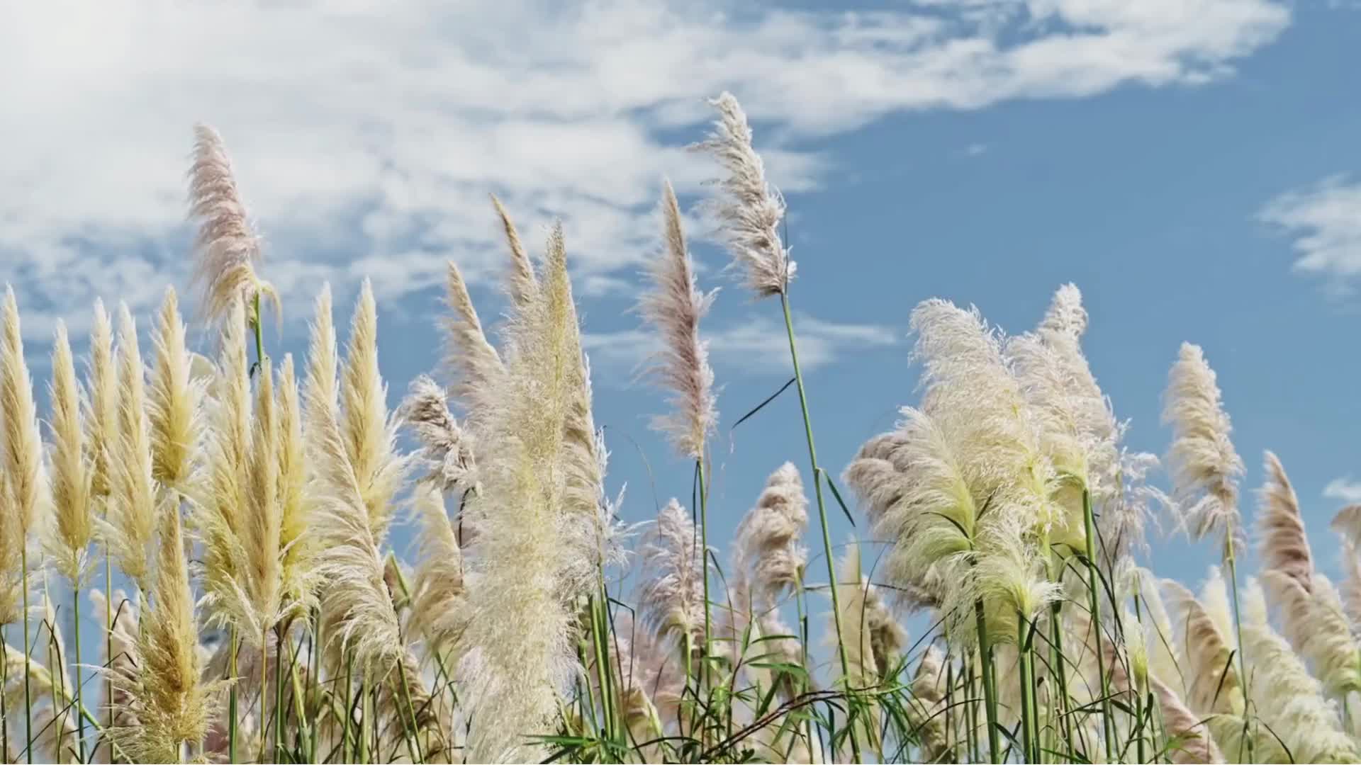 Wenn euer Pampasgras nicht blüht, kann das an verschiedenen Faktoren liegen. 🌾 😢 Im Video erfahrt ihr, was ihr tun könnt: 👇 | Mein schöner Garten