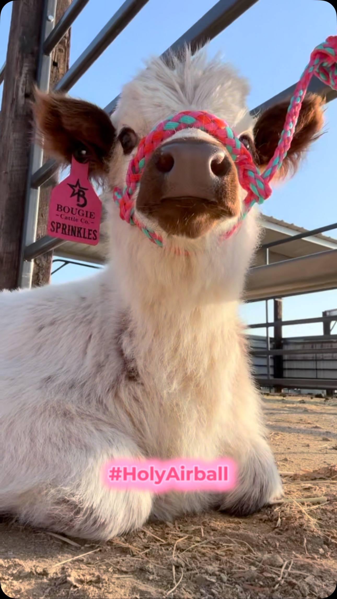 🚨 Not your average cattle ranch... We’re not here selling beef cows or ...