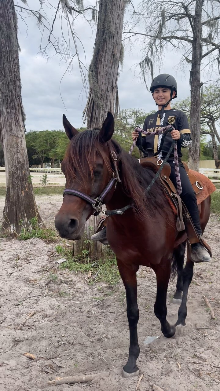 Hammad Arabians | Parkland FL
