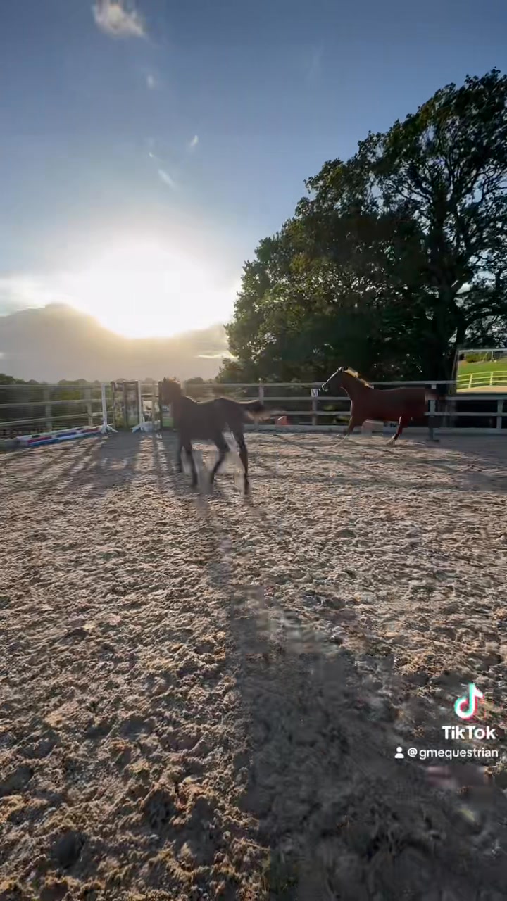 Spring House Stud