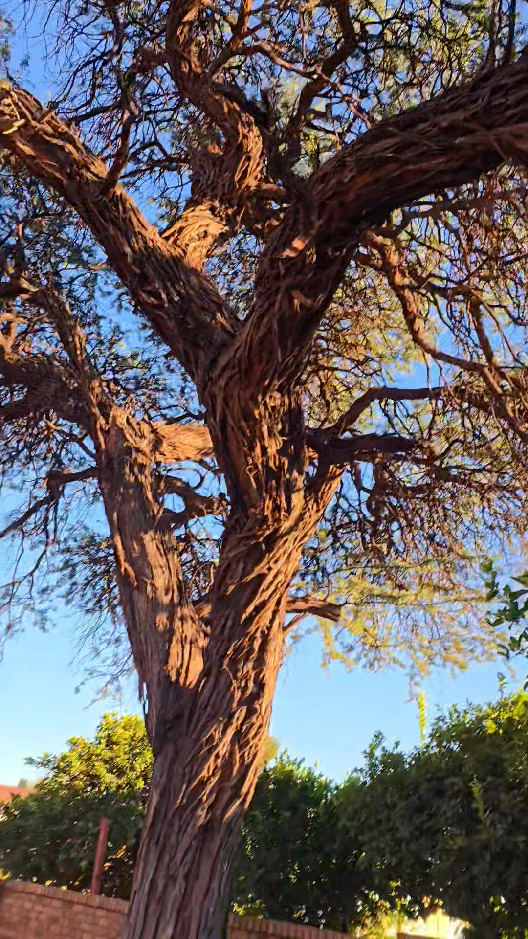 Top Cut Tree Felling & Landscaping | Kuruman