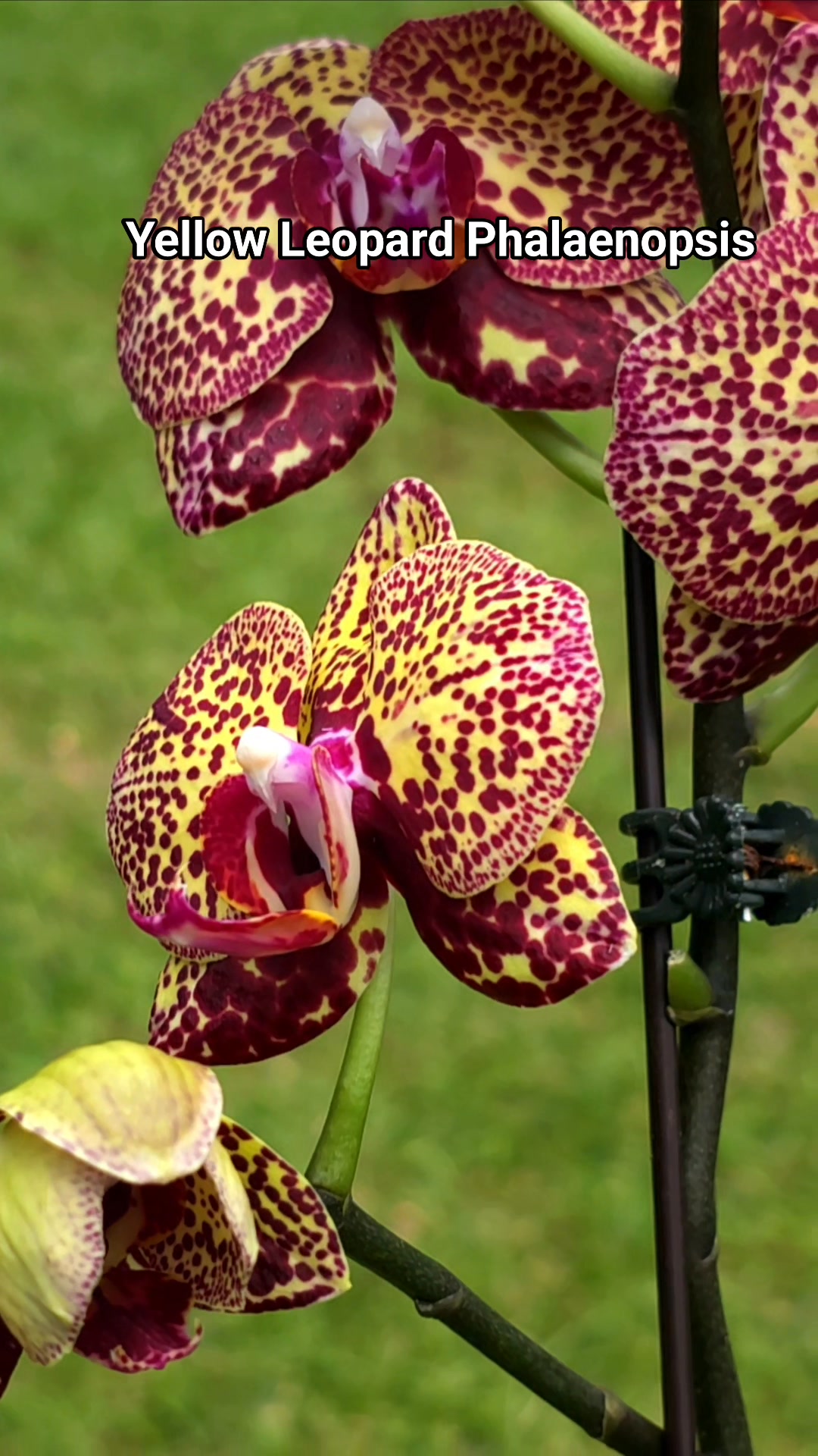 Phal. Yaphon Golden Leopard #靜靜養蘭 Hong Kong
