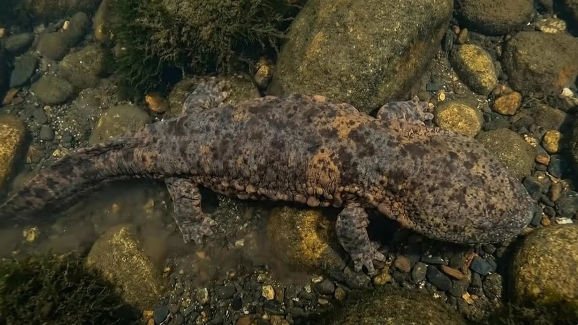 This creature looks ancient because it is. 🦎🌊 Meet the Giant Japanese ...