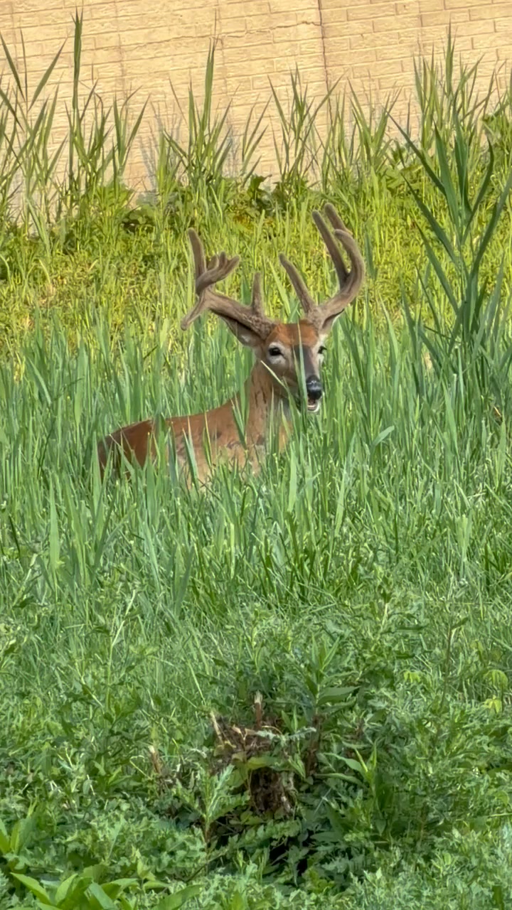 My dad has Deer eyes. Can literally spot one anywhere. Yesterday