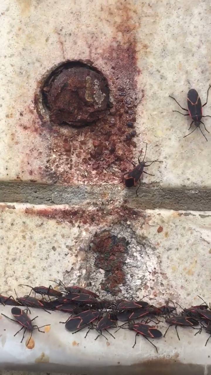 OnPoint Pest Prevention