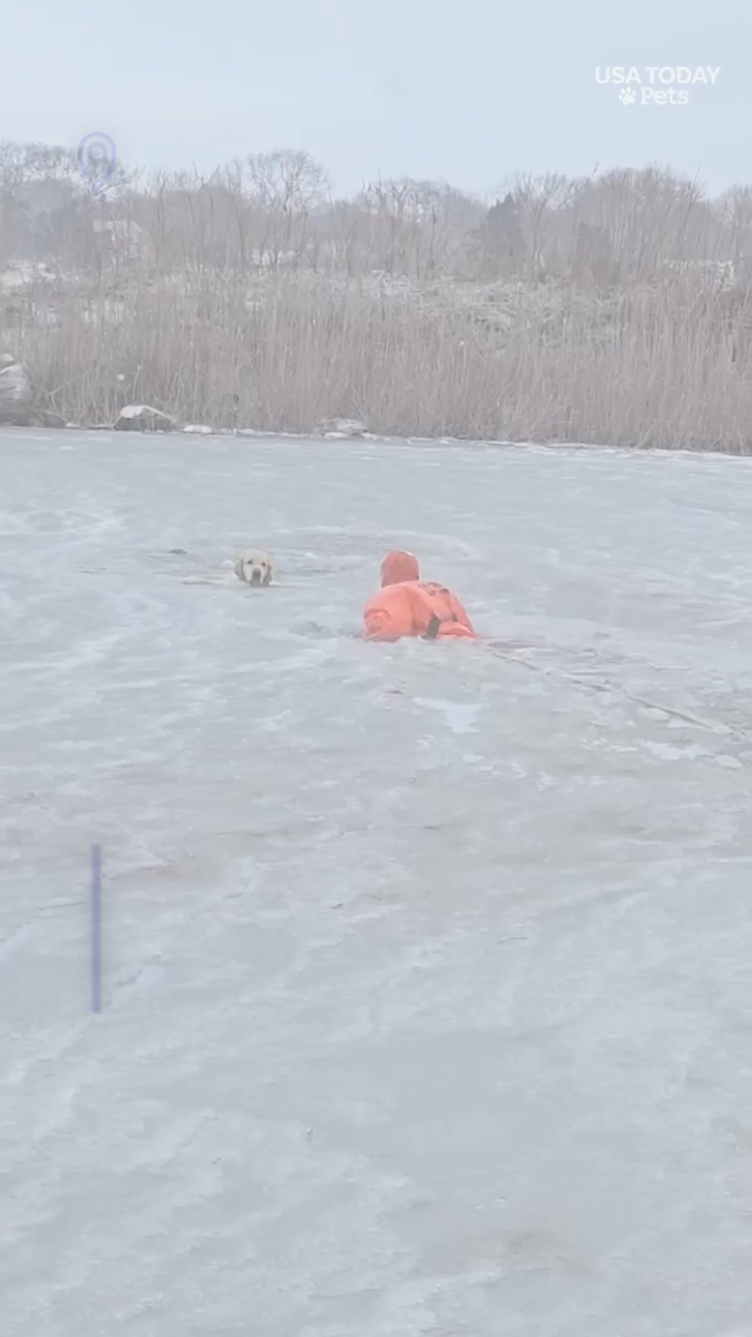 See dramatic water rescue of a golden retriever that had fallen through ...