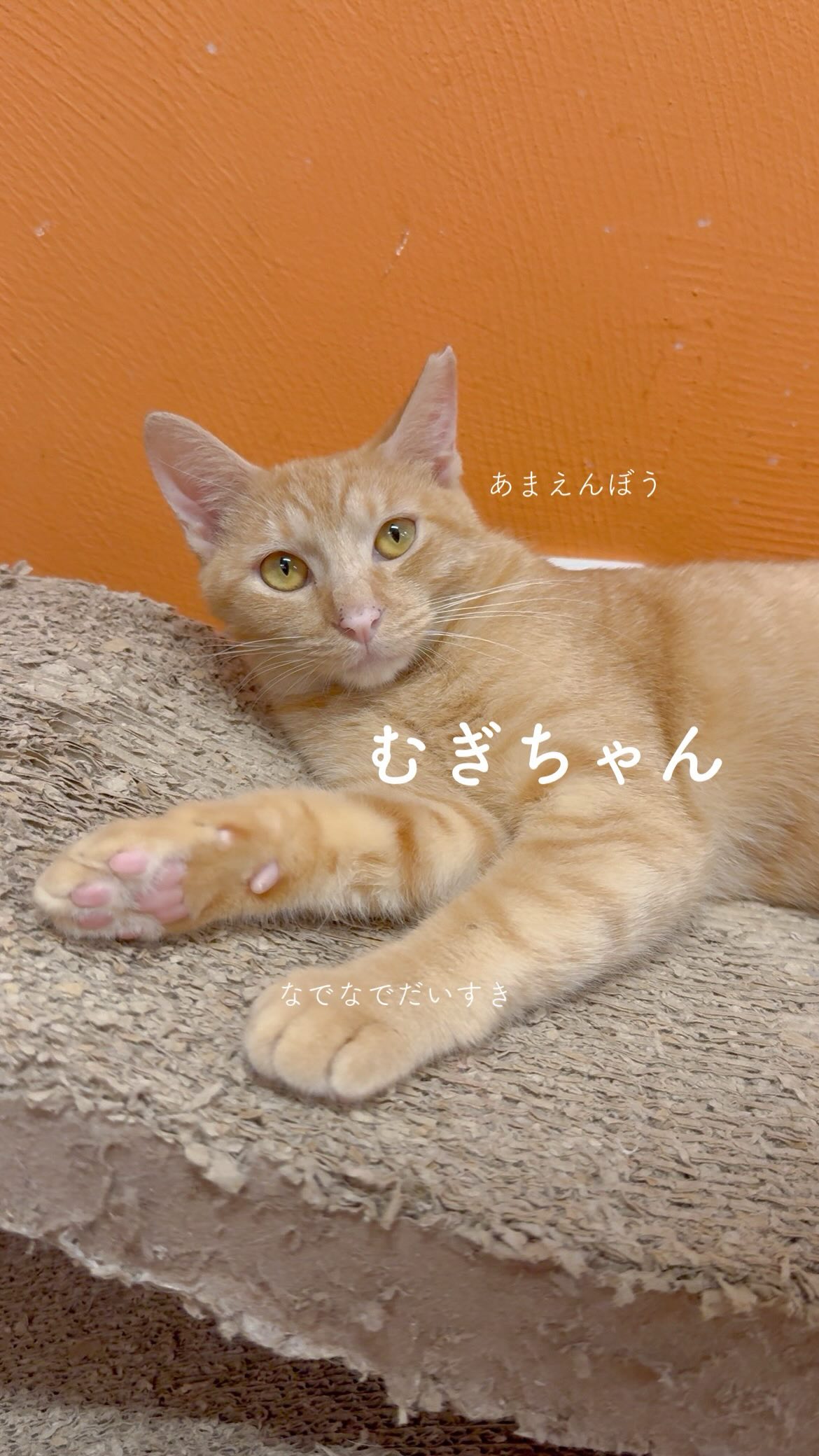 保護猫カフェnouvelle vague | Ginowan-shi Okinawa