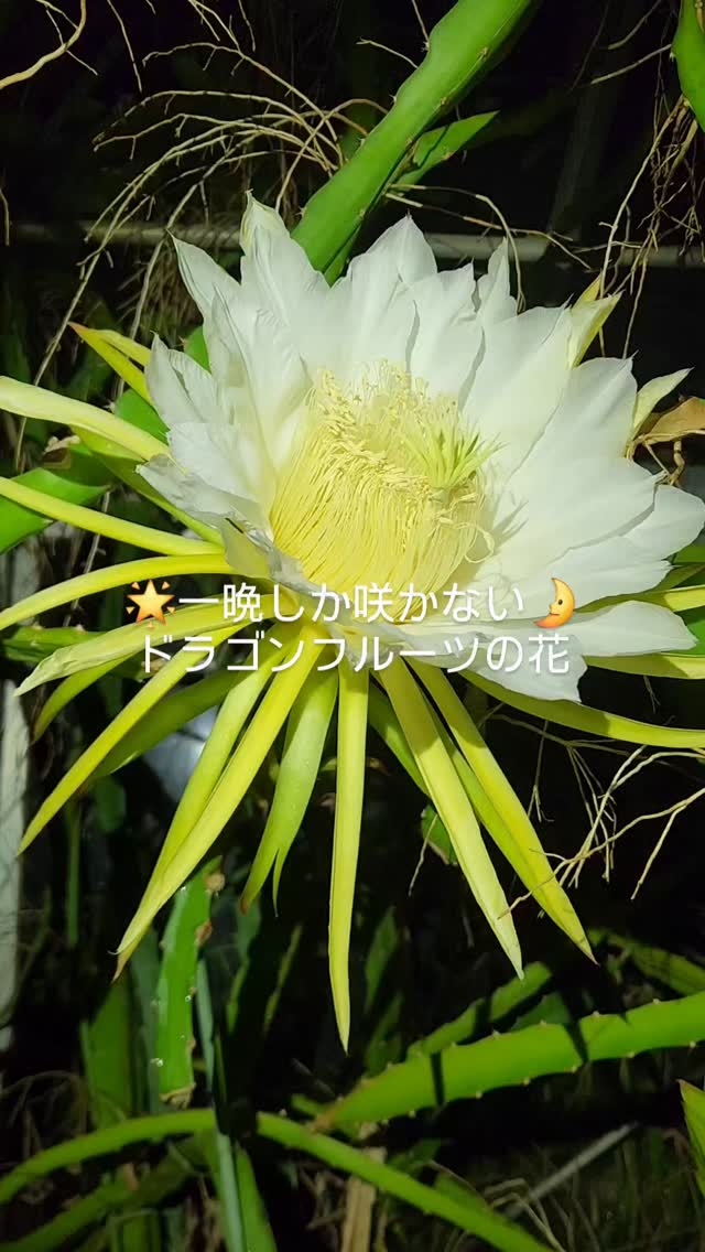 夜の温室でひっそりこっそり、ドラゴンフルーツの花が咲きました