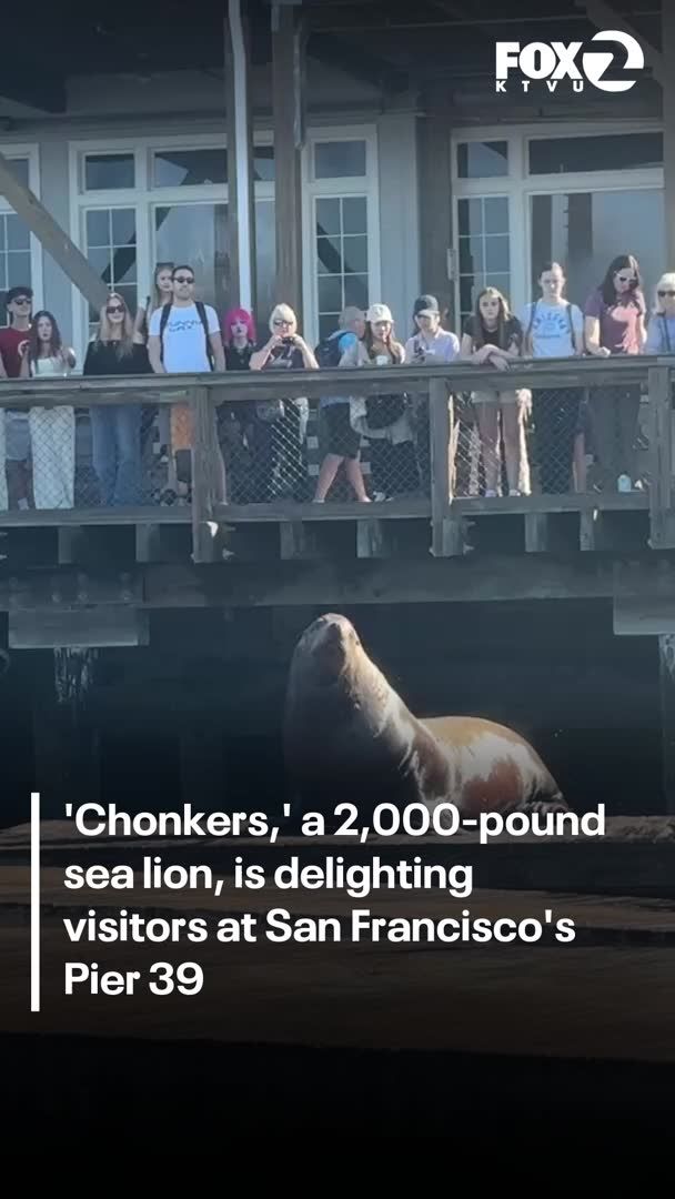 Meet Chonkers! This 2,000 pound Stellar sea lion has taken up