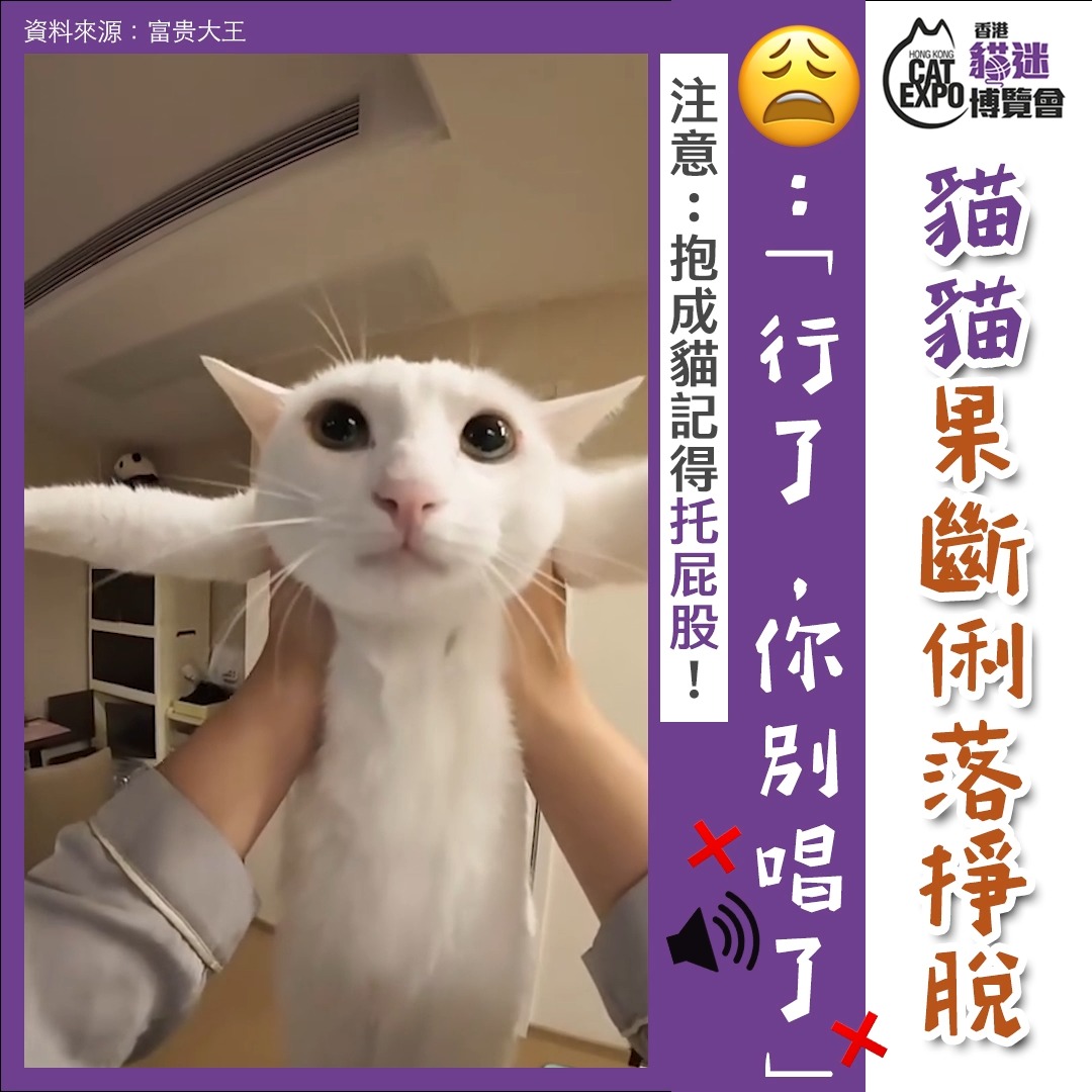 香港貓迷博覽會 Hong Kong Cat Expo