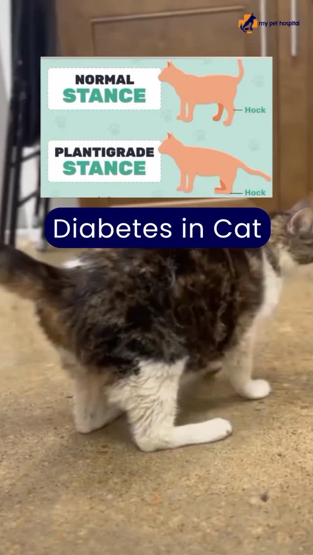 Ever noticed a cat walking flat on its back feet? That “dropped hock ...