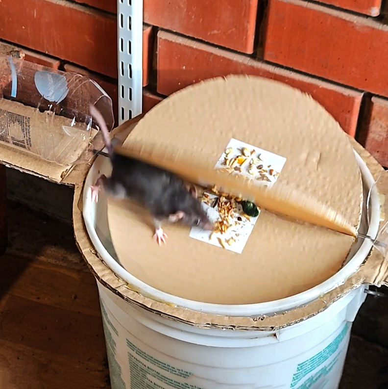 DIY Rat Trap Using Simple Materials | Crafty Gadgets | Facebook