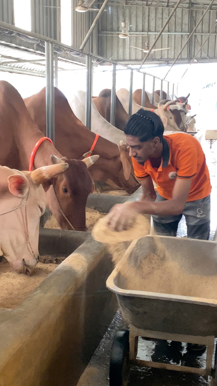 The shepherd's daily work is very nicely feeding all the bulls with ...