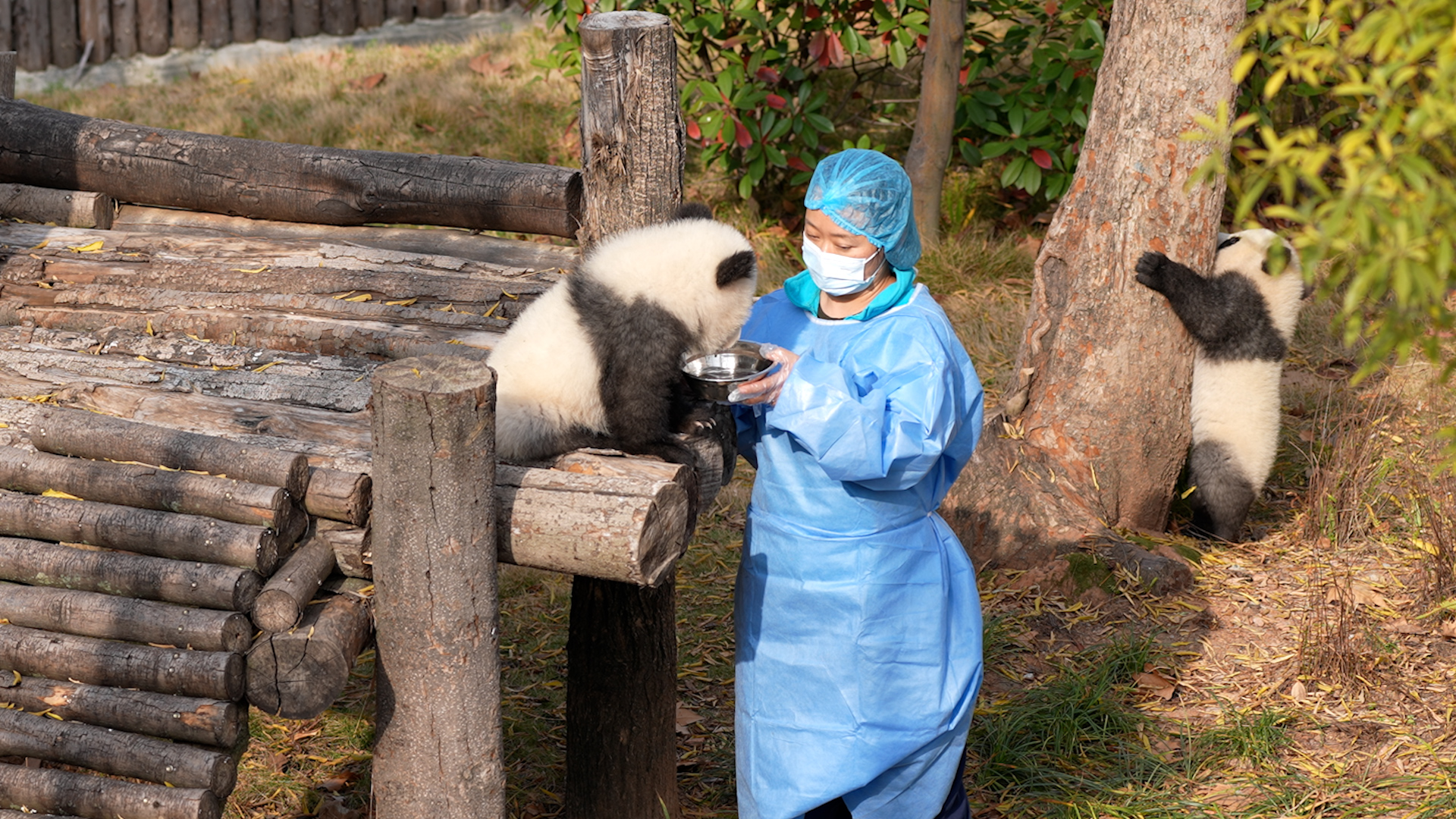Whenever you're tired from playing or thirsty, dear panda baby, nanny ...