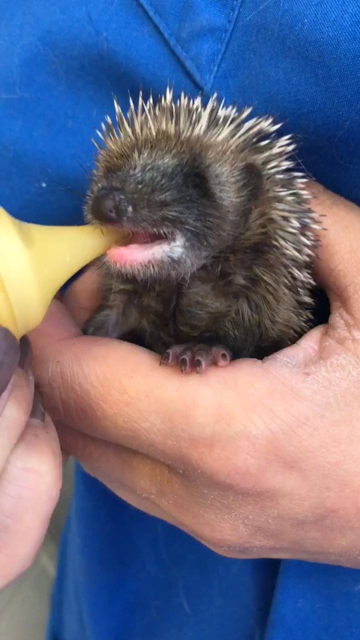 C Est Bien Pratique Clinique Veterinaire Vethorizon