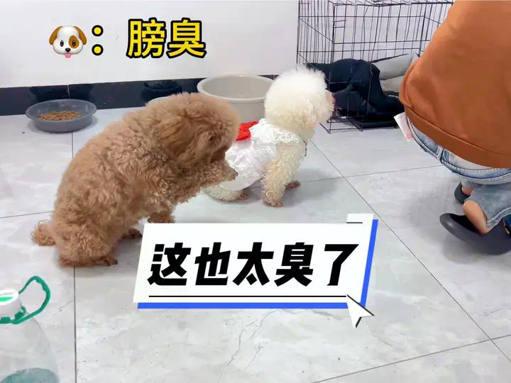 狗狗都知道臭？#这狗怎么人模人样的 #狗子成精了 #逗你一笑😅😅😅烦恼忘掉 #原谅我不厚道的笑了 #创作灵感 | 日常撸狗皮皮 | Facebook