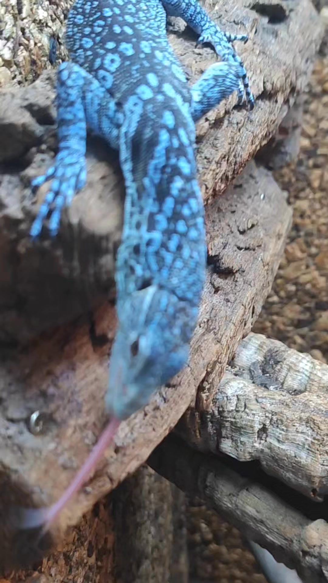 Varanus macraei One of the most beautiful ones I have bred and raised ...