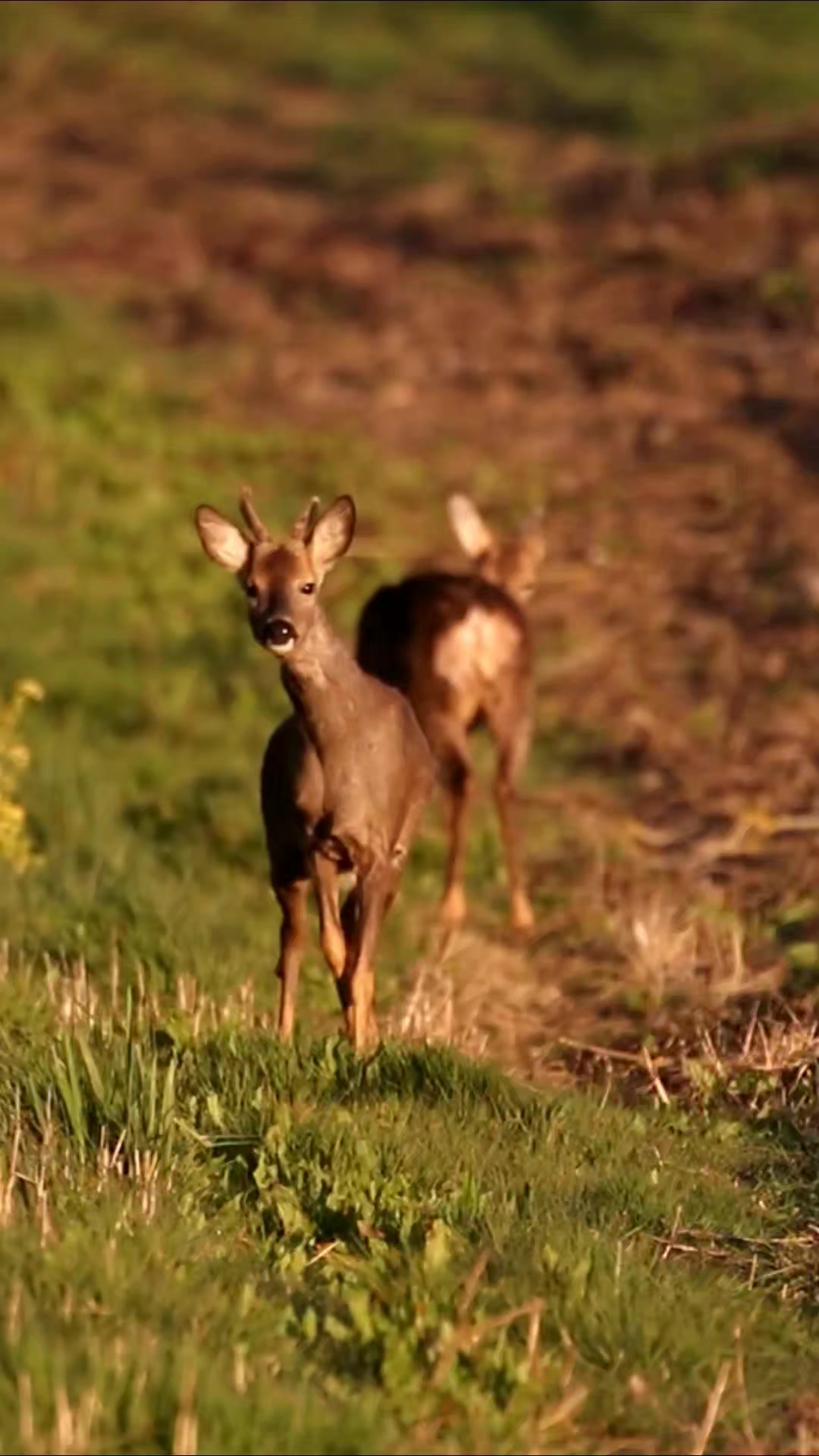A Very CURIOUS Roe Buck! Having stood stock-still for half an hour ...