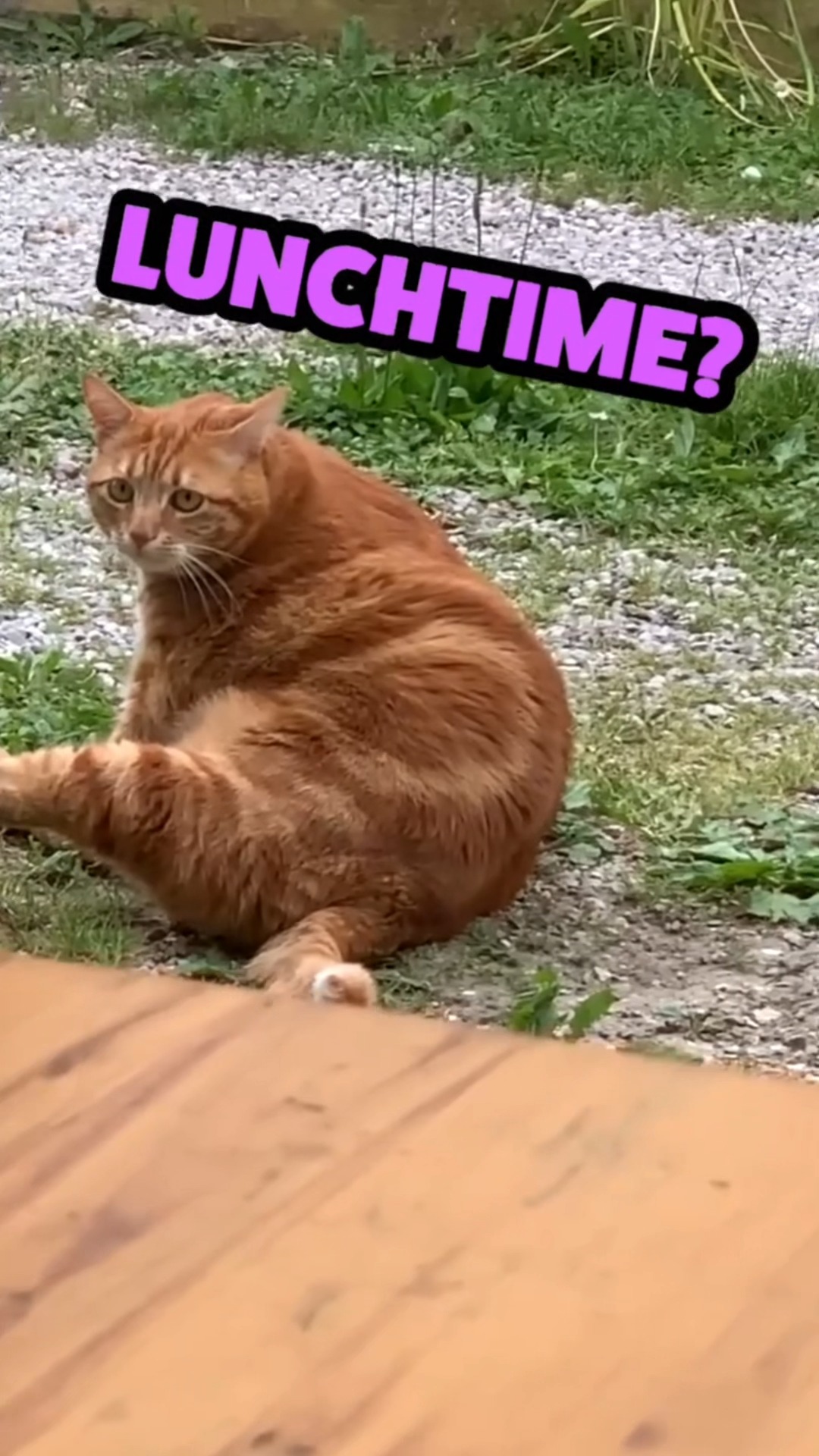 i ReFuSe To PaRtIcIpAtE iN mOnDaY 🛋️🐈 #animalvoiceover #talkinganimals ...