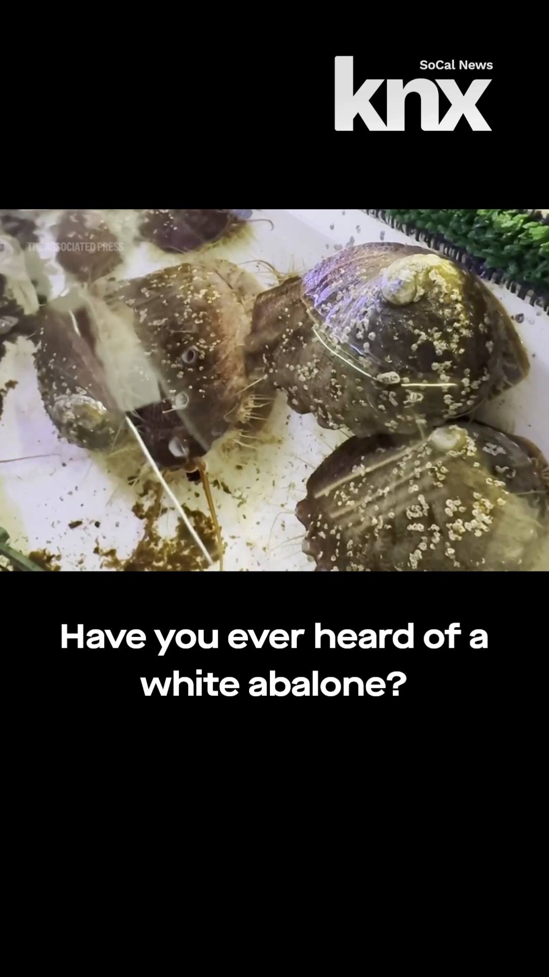 Have you ever heard of a white abalone? Well, they were once