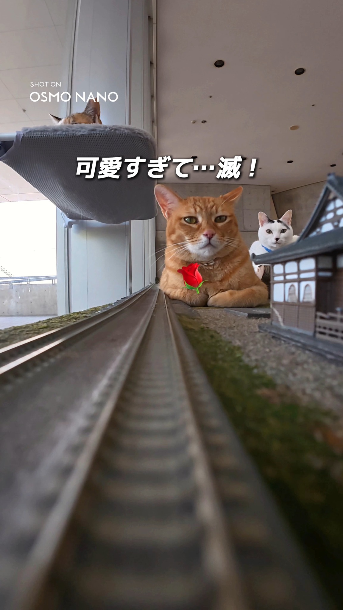 え、どっちが猫？」🐱✨ 猫より人間の「にゃ〜ん」の方が圧倒的に多く
