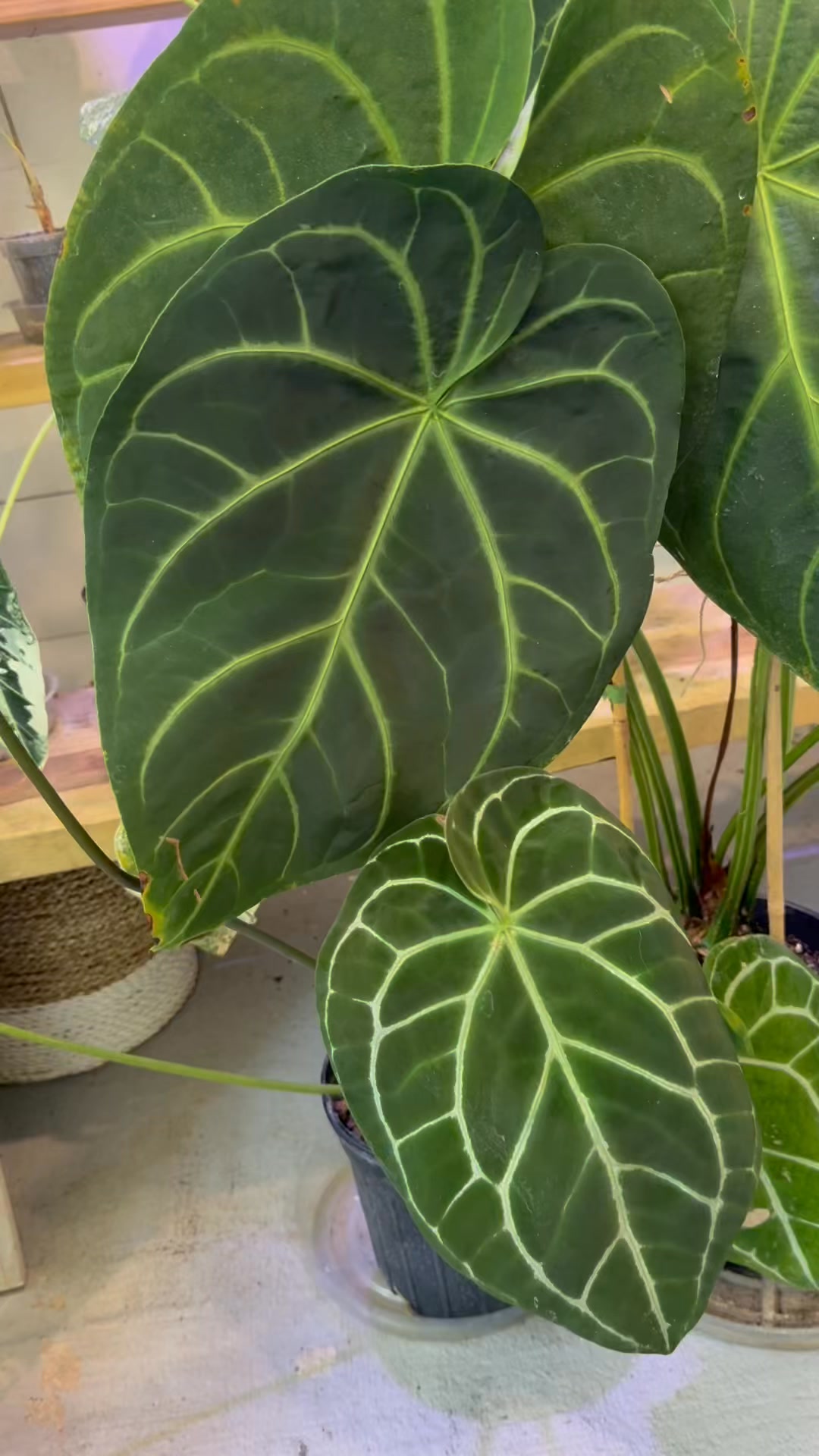 Calling all anthurium addicts! We've got the one for you