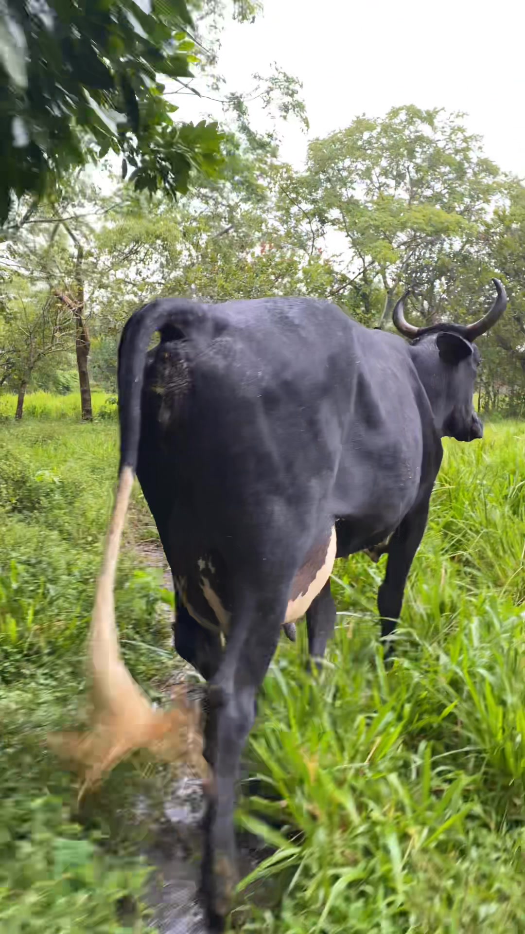 #VENDIDA Chulada de vaquita recién parida con barón - La tengo en ...