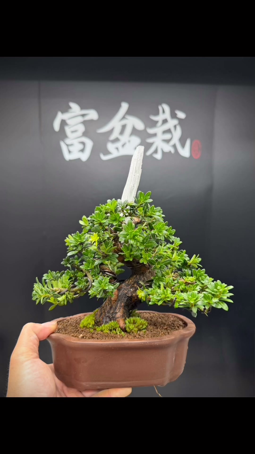 富舟　小品盆栽 富盆栽Fubonsai 盆栽直播| Taipei