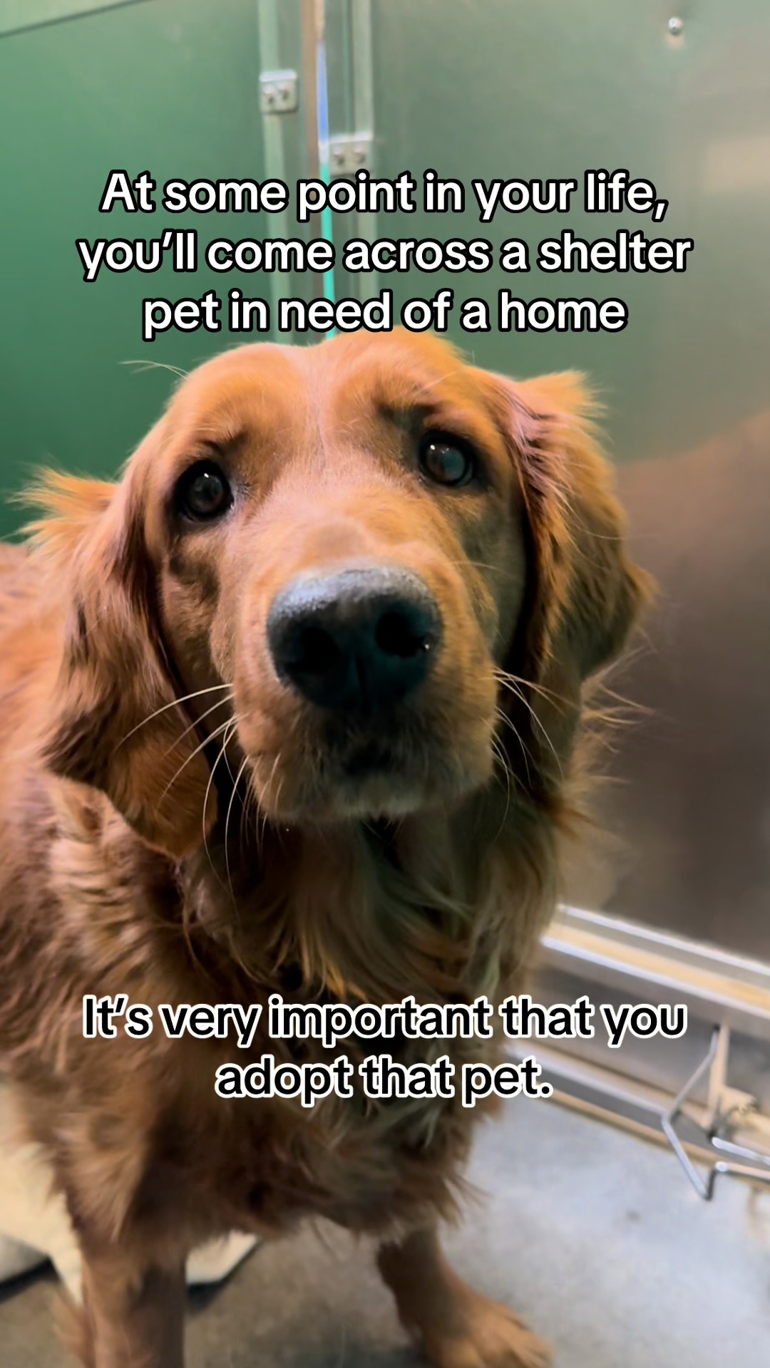 At some point in your life, you’ll come across a shelter pet in need of ...