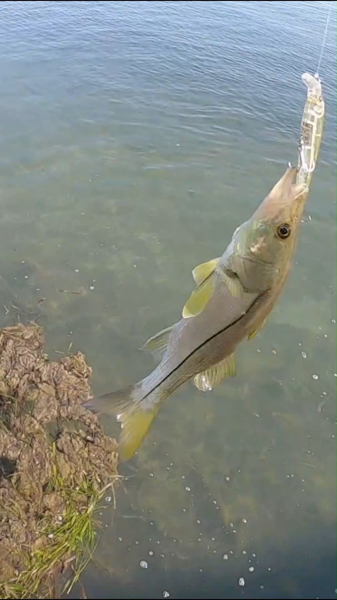 Rad Reeling Fishing